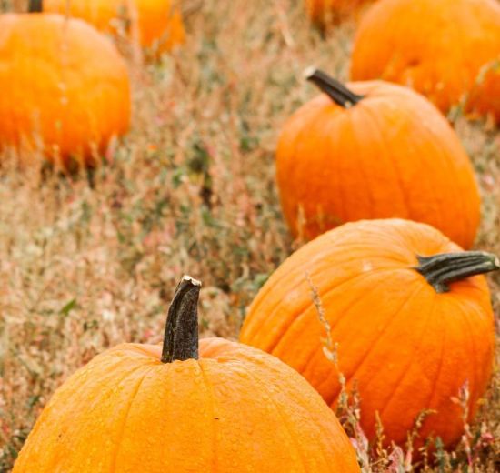 charlotte-knights-pumpkin-patch